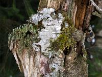 Detail an morschem Birkenstamm